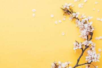 Spring background table. May flowers and April floral nature on pink. For banner, branches of blossoming cherry against background. Dreamy romantic image, landscape panorama, copy space.