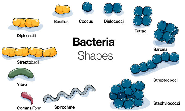 illustration of Shapes of bacteria or micro organisms in white background.