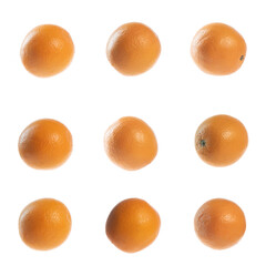 oranges isolated on white collection