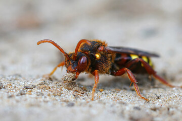 Frontal closeup of a colorful red female Lathbury's Nomad Bee , Nomada lathburiana,  in the sand