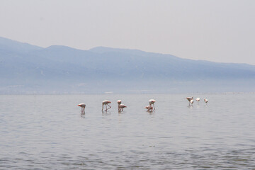 pink flamingos in pond