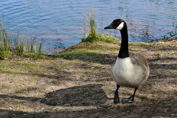 Canada goose on the pool bank in Ryton Pools Country Park, Ryton-on-Dunsmore, England, UK