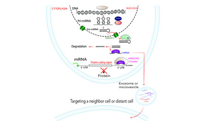 MicroRNA pathway [gene silencing]
