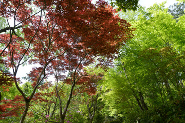新緑の常寂光寺　境内の赤もみじ青もみじ　京都市嵯峨