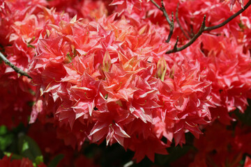 Red Rhododendron flowers