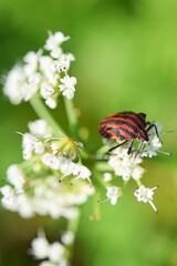 ladybird on a flower