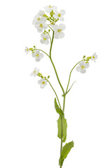 Fototapeta na wymiar Flowers of arabis, isolated on white background