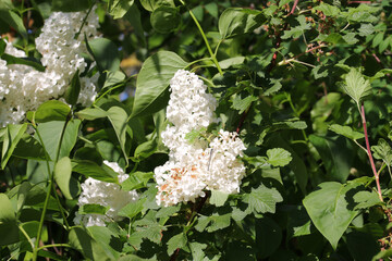 White lilac tree flowers