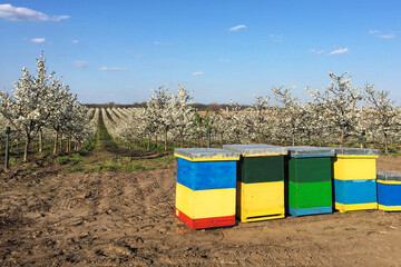 Beehives in a cherry orchard in blossom during spring