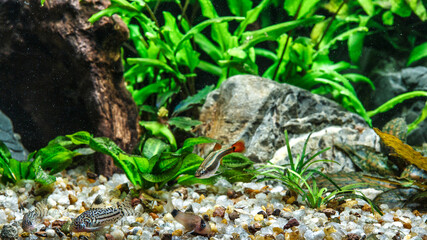A green beautiful planted tropical freshwater aquarium with fishes.Freshwater aquarium fish, The...