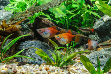A green beautiful planted tropical freshwater aquarium with fishes.Freshwater aquarium fish, The...