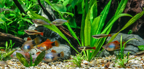 A green beautiful planted tropical freshwater aquarium with fishes.Freshwater aquarium fish, The...
