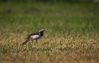 Pequeno pássaro andando na relva
