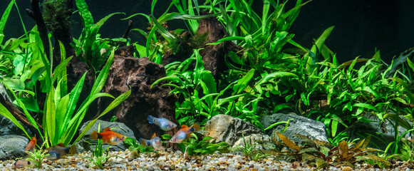 A green beautiful planted tropical freshwater aquarium with fishes.Freshwater aquarium fish, The Sail-fin molly, (Poecilia velifera ), gold, white, silver and dalmatin mutation