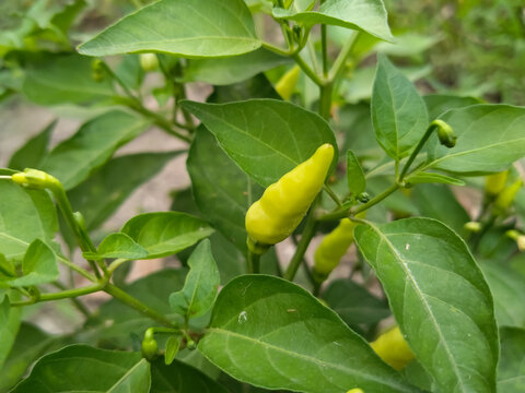 yellow chilli fruits and green leaves on a tree