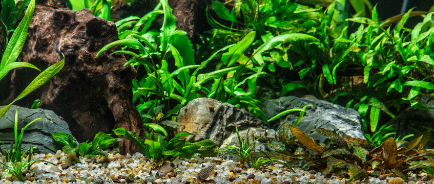 A green beautiful planted tropical freshwater aquarium with fishes.Freshwater aquarium fish, The Sail-fin molly, (Poecilia velifera ), gold, white, silver and dalmatin mutation