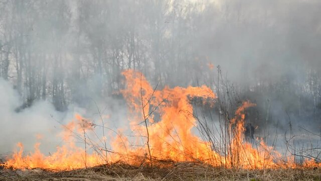 Ecological disaster big fire burning dry grass
