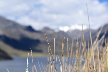 ichu en la puna de lima delante de nevado