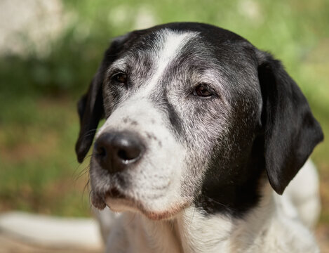 Beautiful old stray mongrel mix dog in garden background
