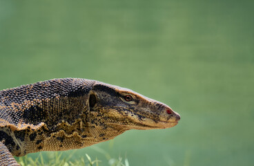 Water monitor in Lumpini Park, Bangkok, Thailand