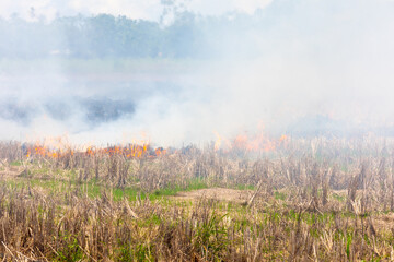 Fototapeta na wymiar Costa Rica, fire in the field after harvest