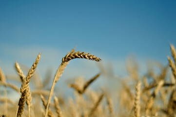 ears of wheat