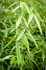 Bamboo leaves closeup, dew drops, green texture