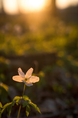 A closeup of self-seeding narcissus flower field in the middle of the forest during the spring sunset in April 
