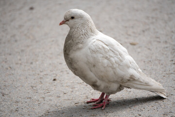White, local pigeons standing on the concrete pavement during the midday