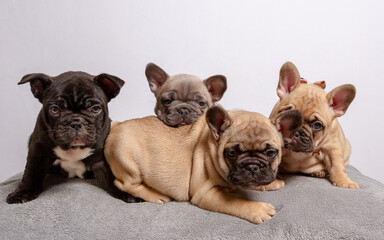 french bulldog puppies