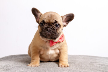 french bulldog puppy
