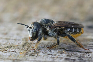 Closeup of a female Mediterranean wood-boring bee, Lithurgus chrysurus