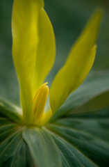 Obraz premium Yellow trillium (Trillium luteum) on forest floor in spring in Virginia.