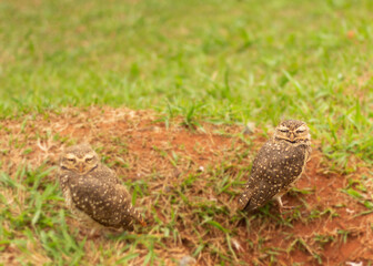 Two or a couple of owls looking after their nest on the ground