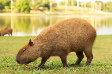 Portrait of one single capybara, eating grass, hoping to loose some weight from quarantine; river or lake in the background.