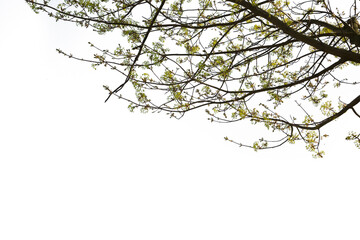 Isolated branches of maple tree on white background