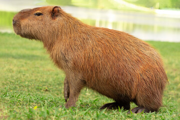 Portrait of one capybara, probably bothered with the photographer, getting up from the grass to pic up the kids and go home, since their afternoon in the park is already ruined