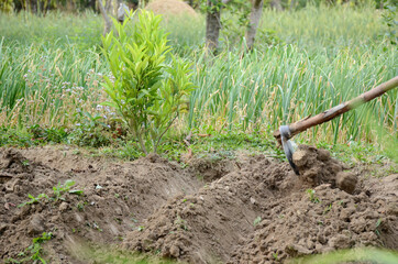 Cultivation of land by a garden rake