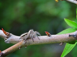 Spider on a branch