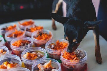 Process of preparing bowls with natural raw pet dog food at home, preparation of healthy raw barf for cats dogs, with duck, turkey, offals, meat, vegetables, assorted fresh food portions in containers