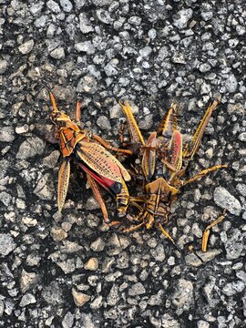 Crickets