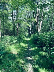 Wooded Walking Trail