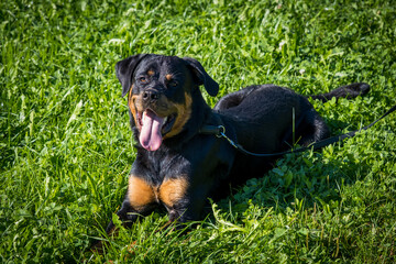 Rottweiler portrait in the meadow