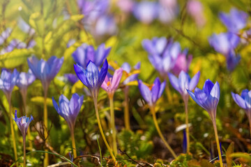 Violet and purple crocus flowers close-up. Colorful meadow. Multi-colored background of blurred flowers. Abundant blossoming at spring and autumn. Floral botanical background.