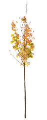 Autumnal yellow tree with thin trunk isolated on white background.