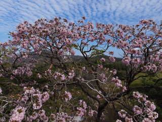 Pink Trumpet Tree or Roble Sabana (Tabebuia rosea) in  Costa Rica.