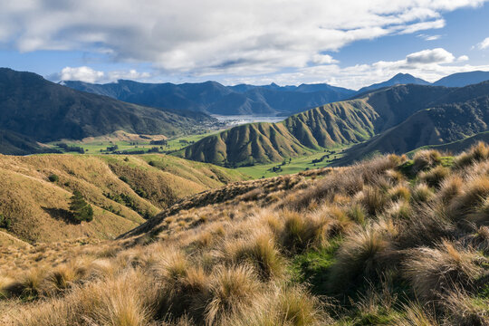 tussock covered hills near Havelock town in Marlborough region, South Island, New Zealand