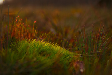 soft green moss