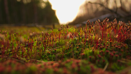 forest litter © Jerzy