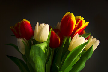 red and white tulips on a dark background